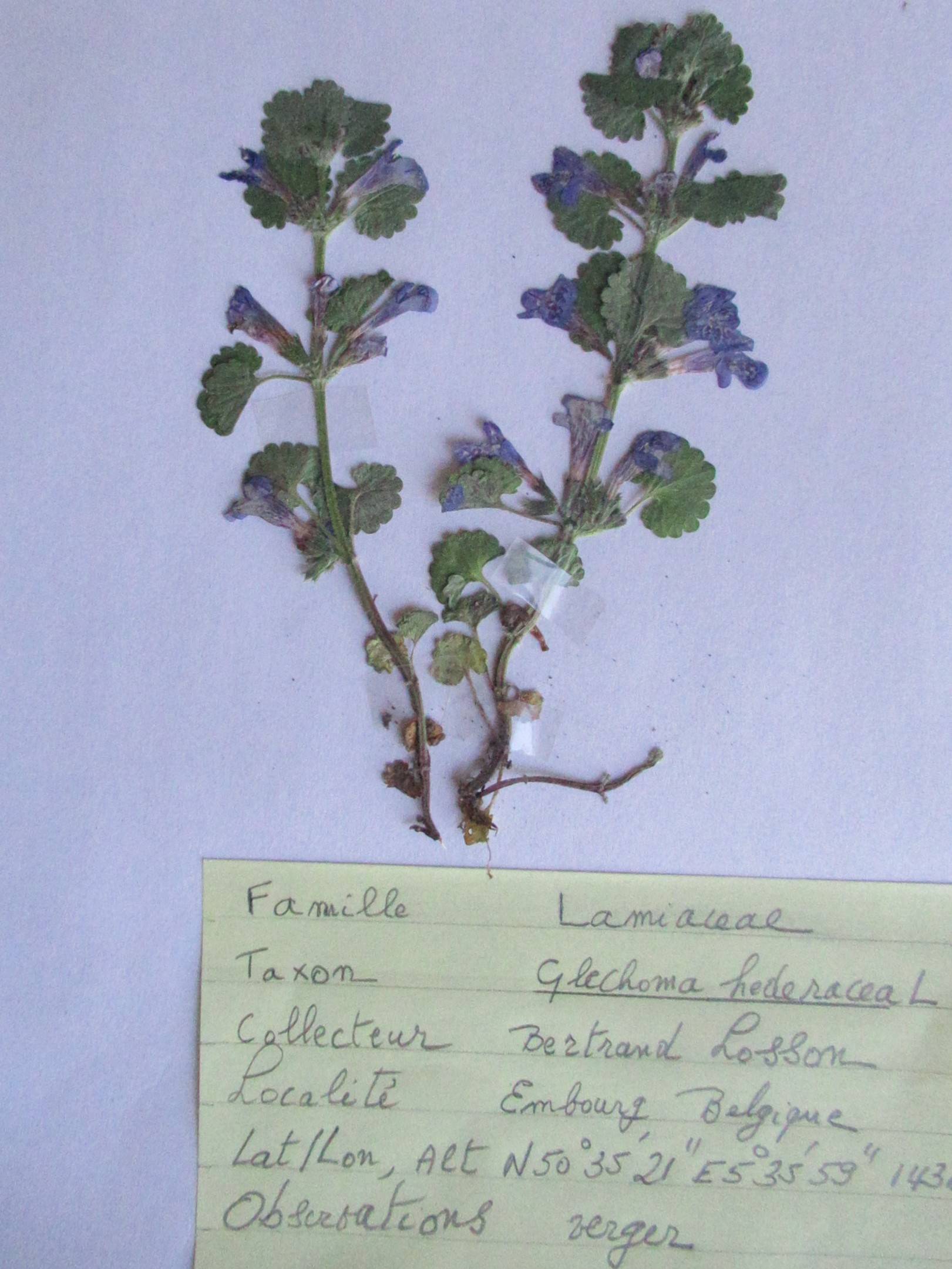 Annexe Glechoma hederacea.jpg