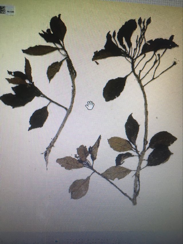 Annexe 94355452_1139231946411290_3695410043529723904_n.jpg