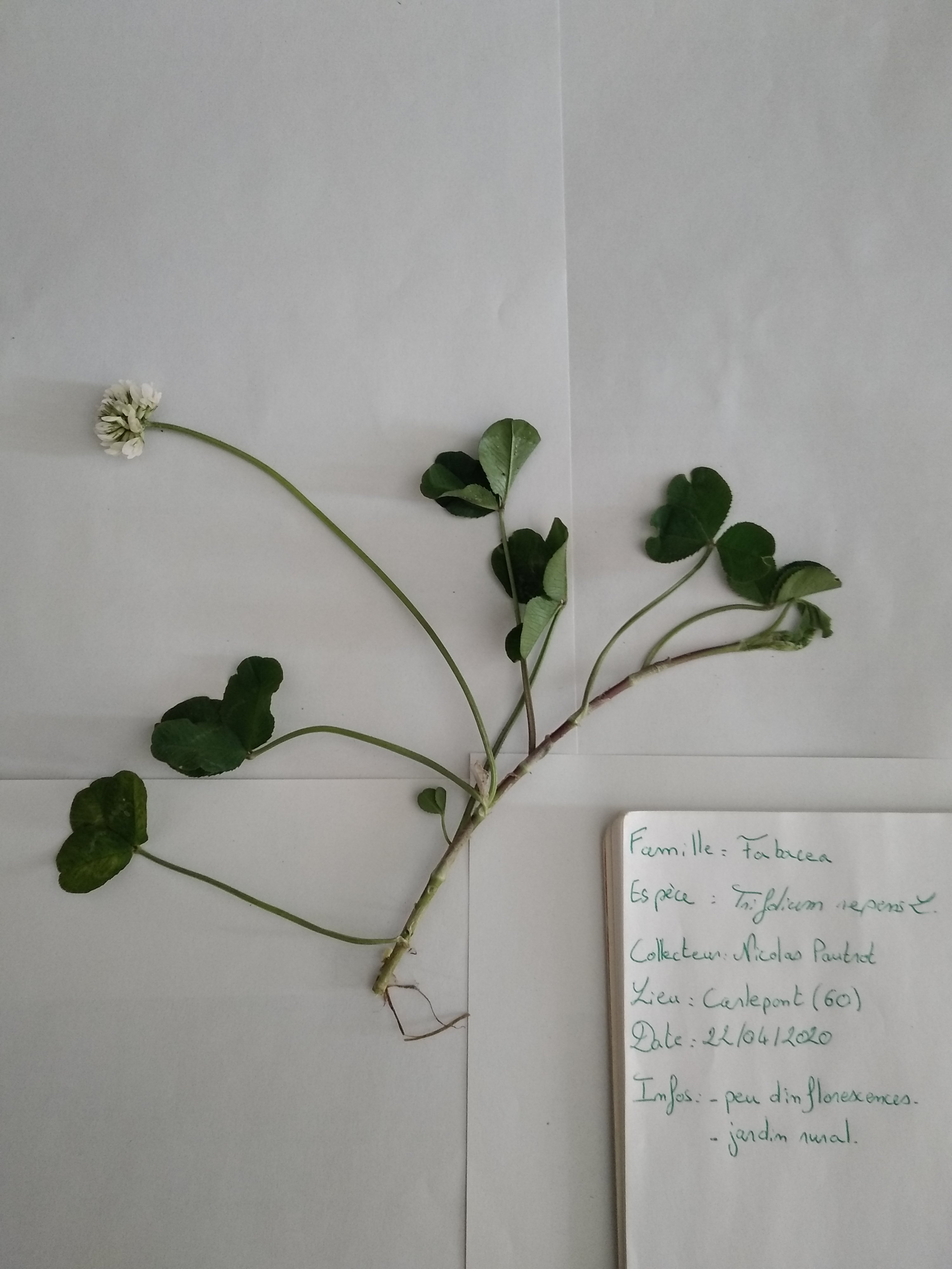 Annexe IMG_20200422_160325.jpg