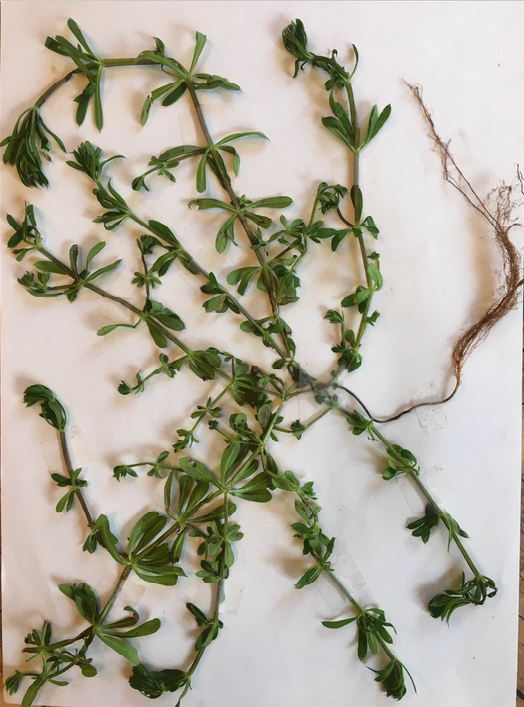 Annexe Gaillet gratteron (Galium aparine).png