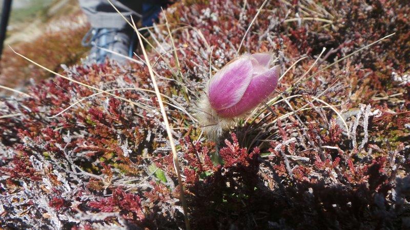 Annexe anémone mai 2019 Porté Puymorens.jpg