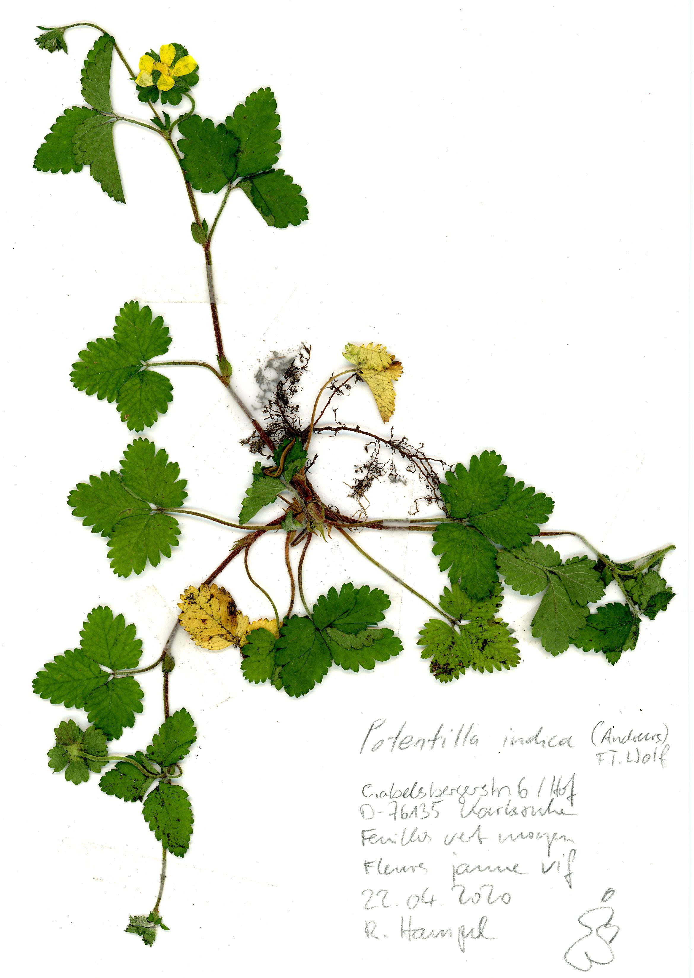 Annexe Potentilla_indica_KA_Gabelsberger 6_200422_001.jpg