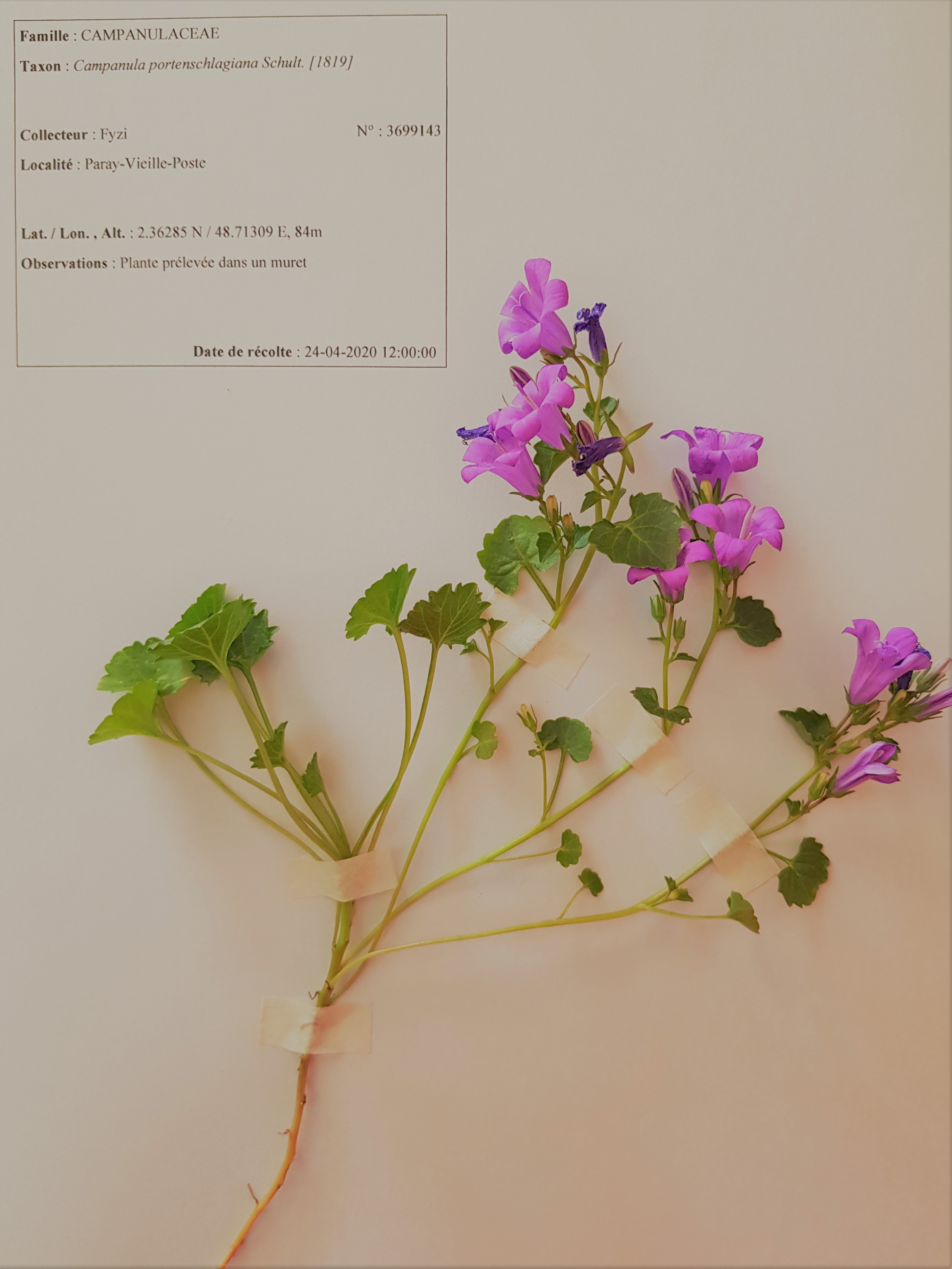 Annexe 20200424_Campanule-2.jpg