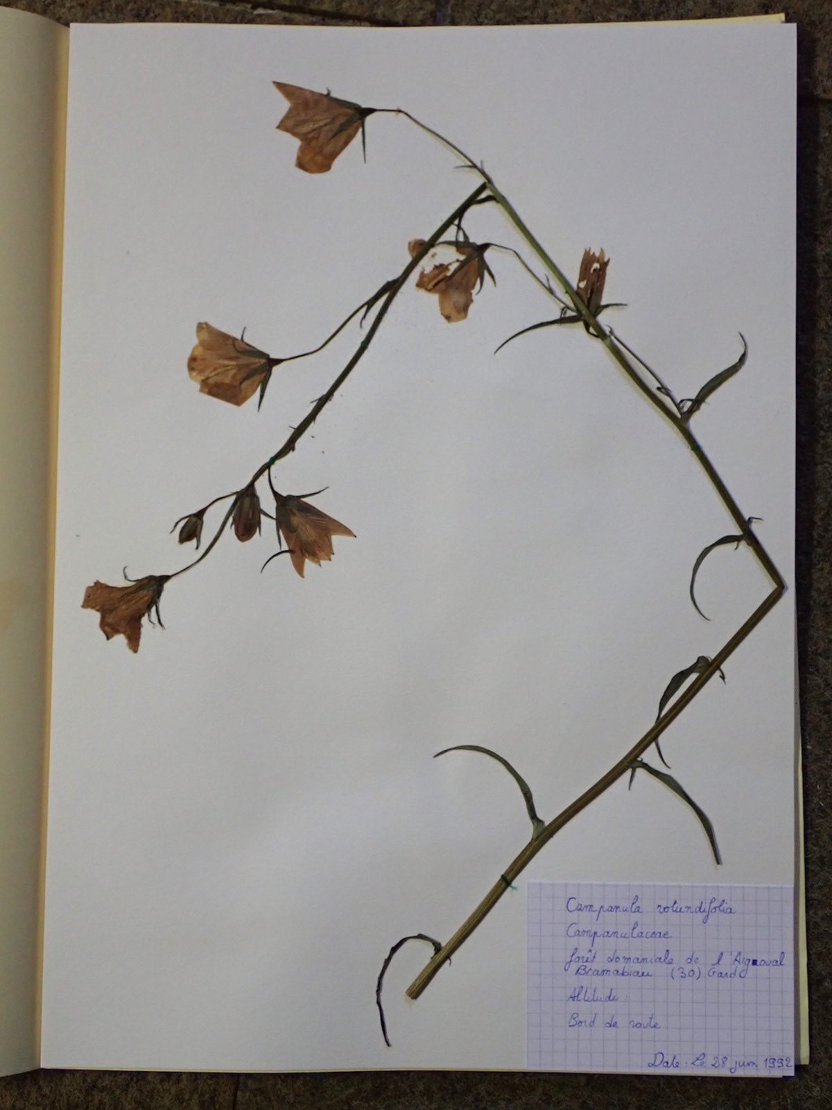 Annexe P4250284 - copie.jpg