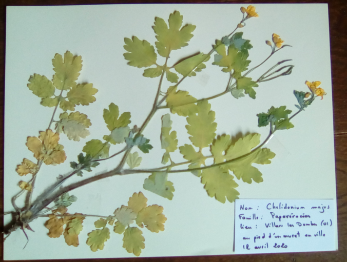 Annexe Chélidoine.png