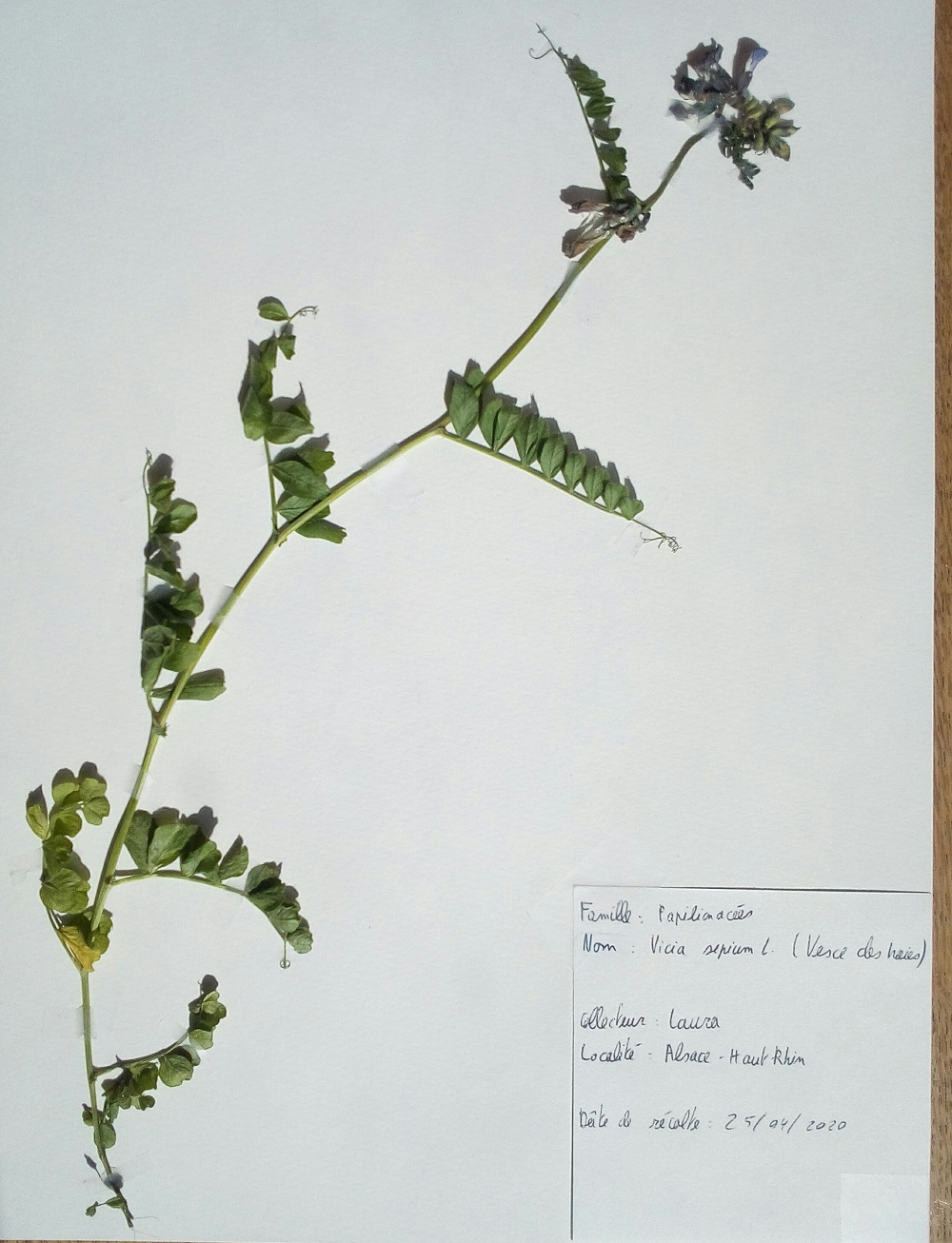 Annexe IMG_20200426_105625.jpg