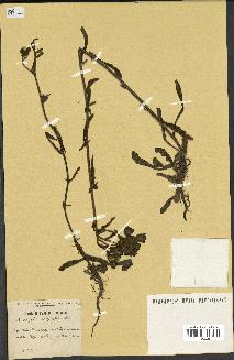 Annexe Les Herbonautes_Andryala integrifolia.jpg