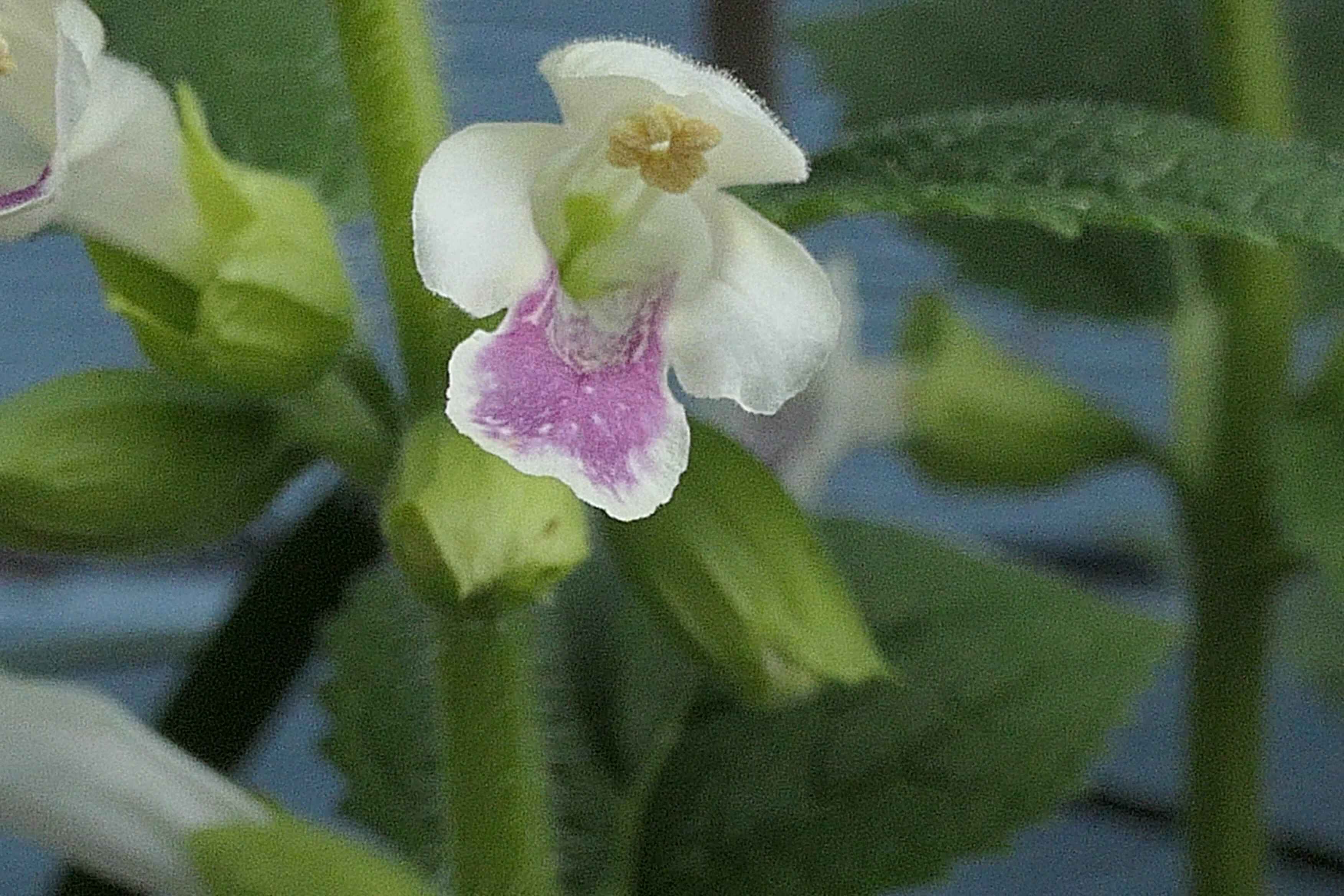 Annexe 2020-04-18_162500-1.jpg