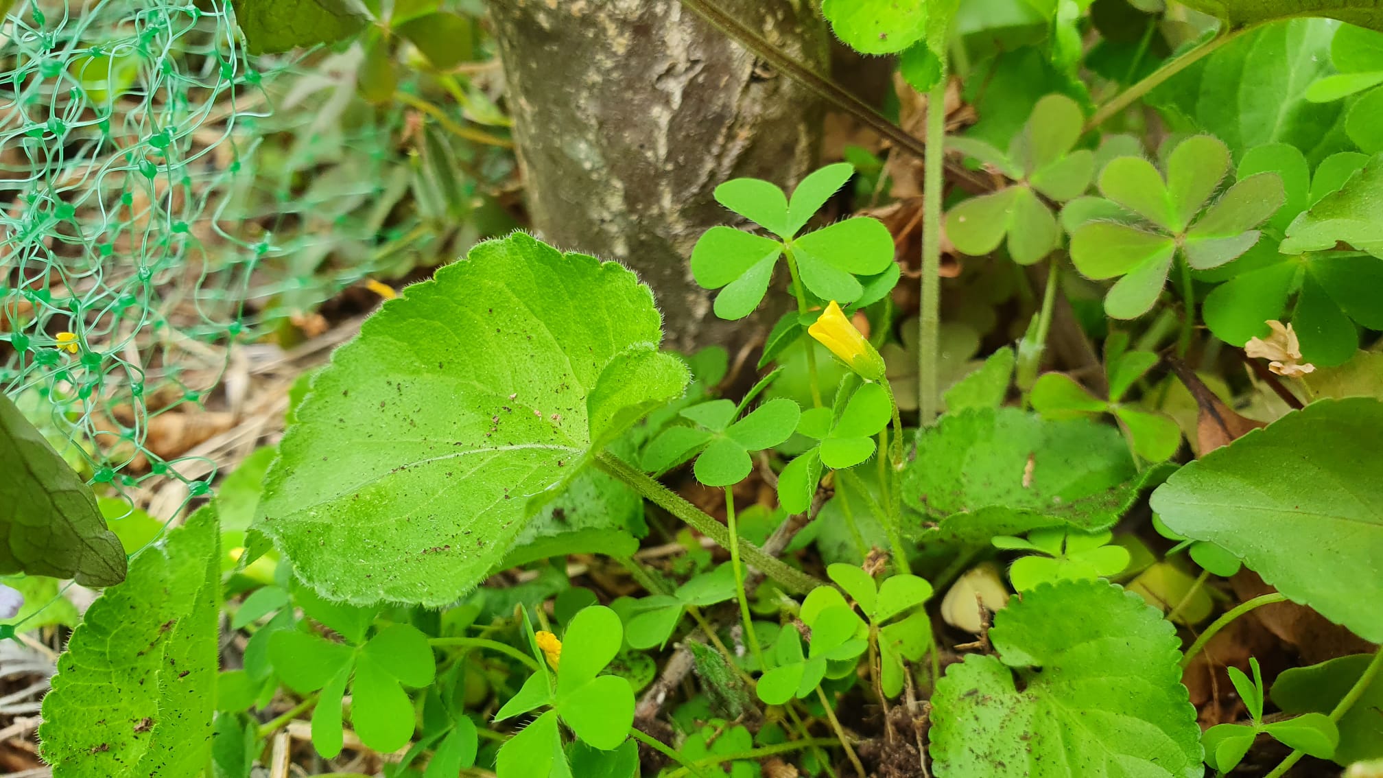 Annexe Oxalis_corniculata.jpeg