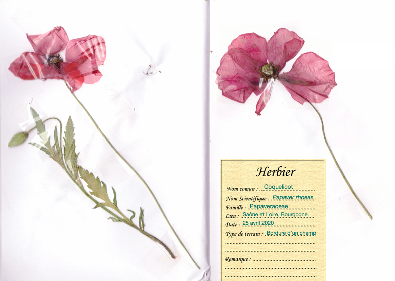 Annexe Capture d’écran 2020-04-26 à 23.49.58.png