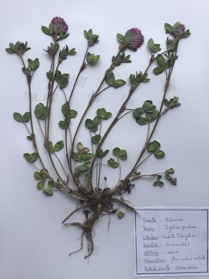 Annexe Trèfle_des_pres.jpg