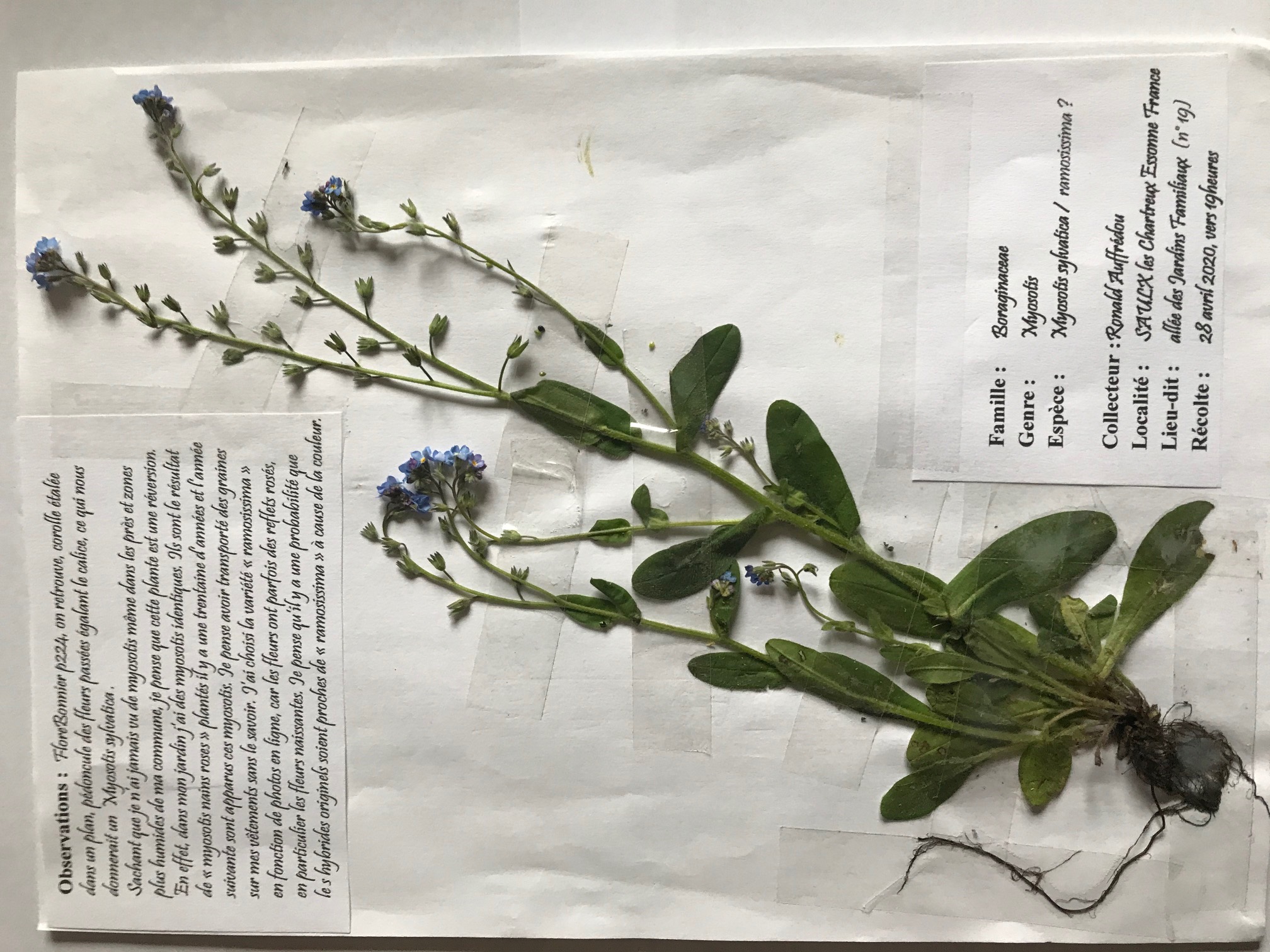 Annexe Myosostis-RA.jpg