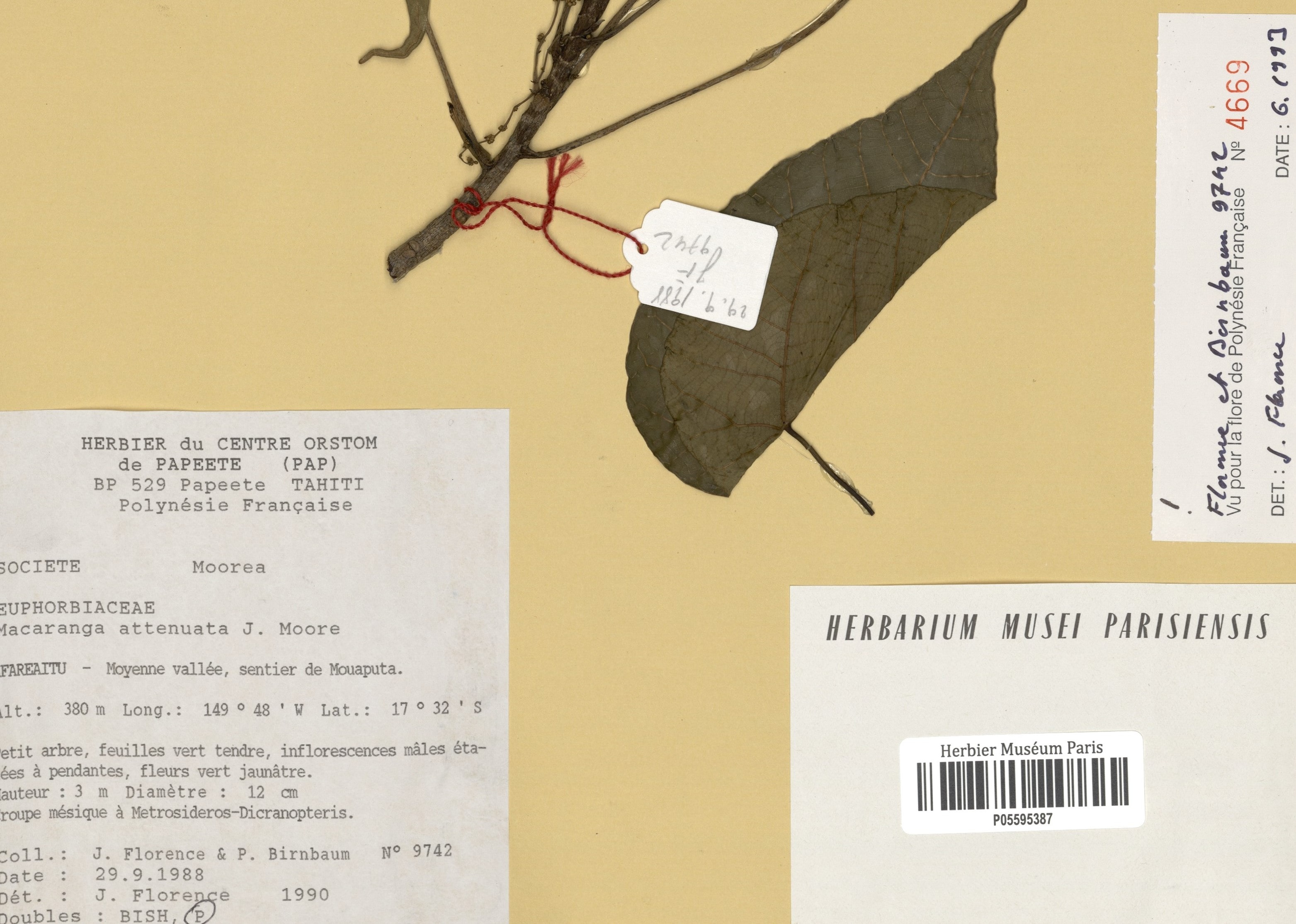 Annexe herbier1 (3)-min.jpg