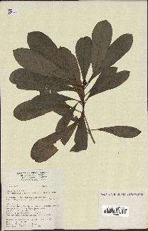 Annexe Préservons la Polynésie française.jpg