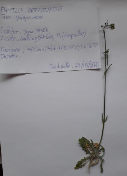 Annexe Arabidopsis arenosa_OK.jpg