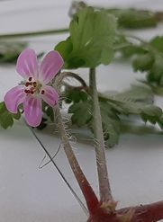 Annexe géranium fleur.jpg