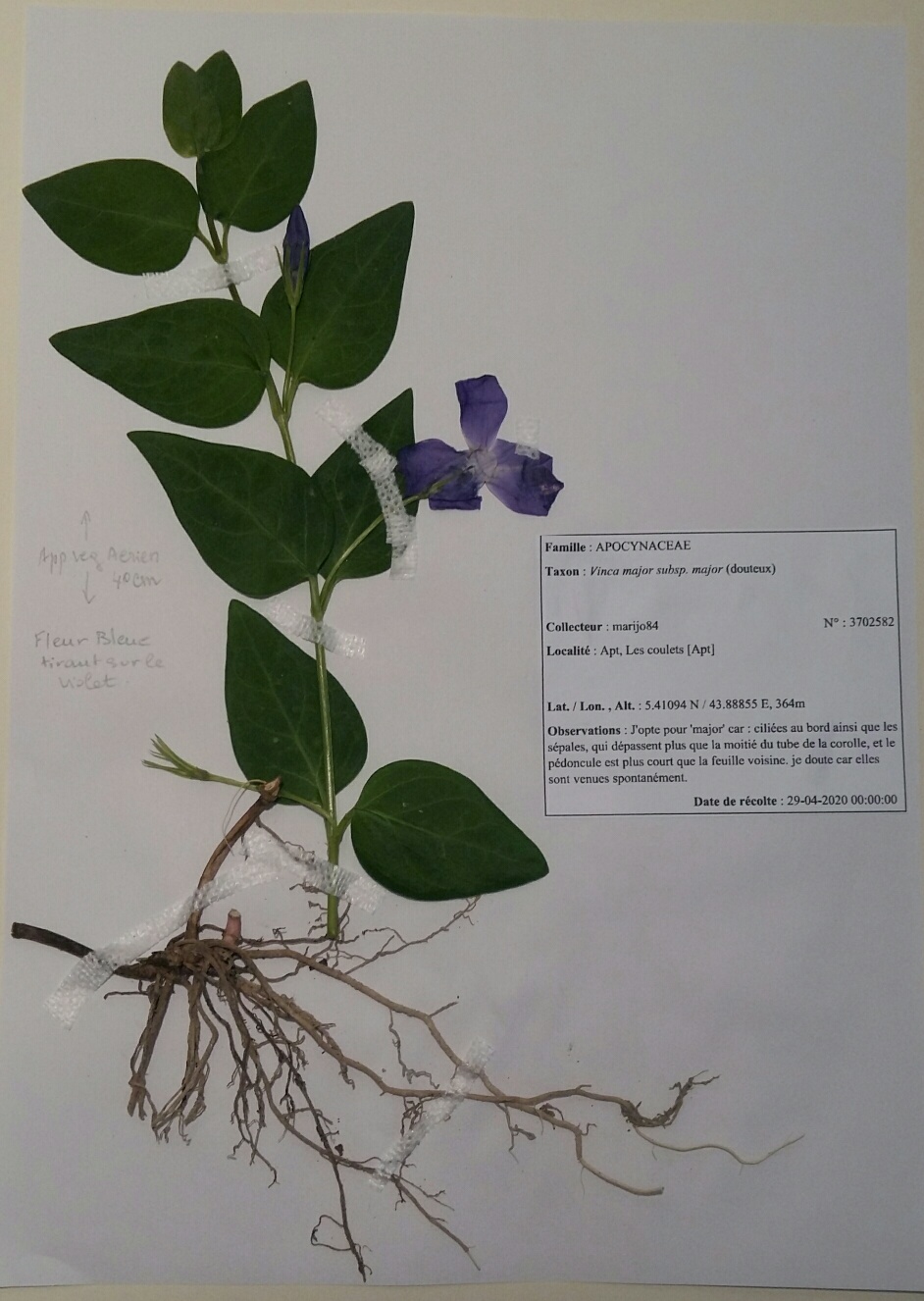 Annexe Herbier pervenche .jpg