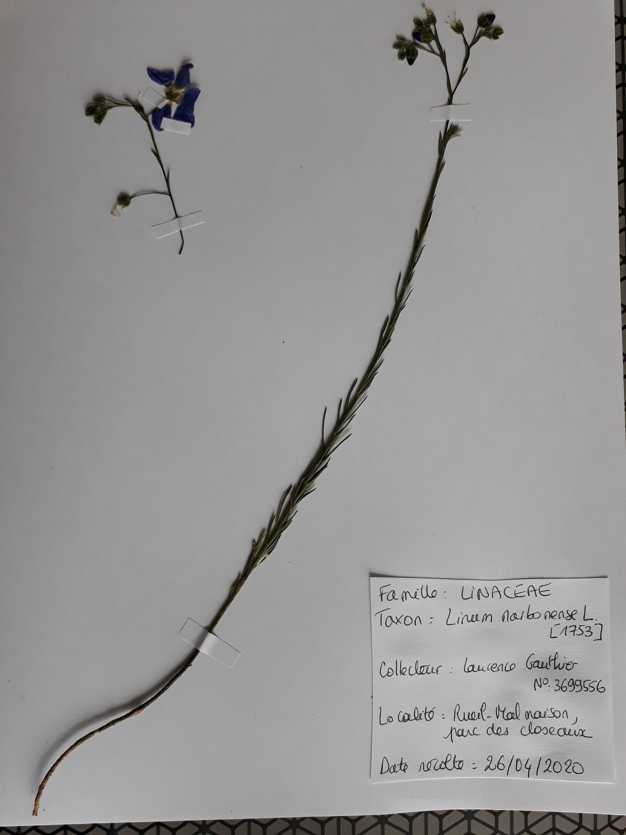 Annexe 20200501_152617.jpg