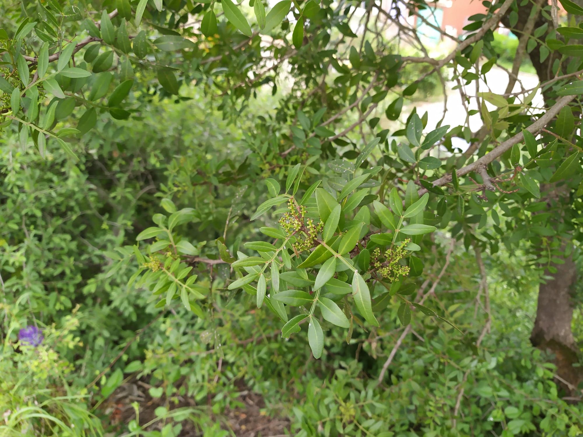 Annexe Pistachier lentisque 1b.jpg