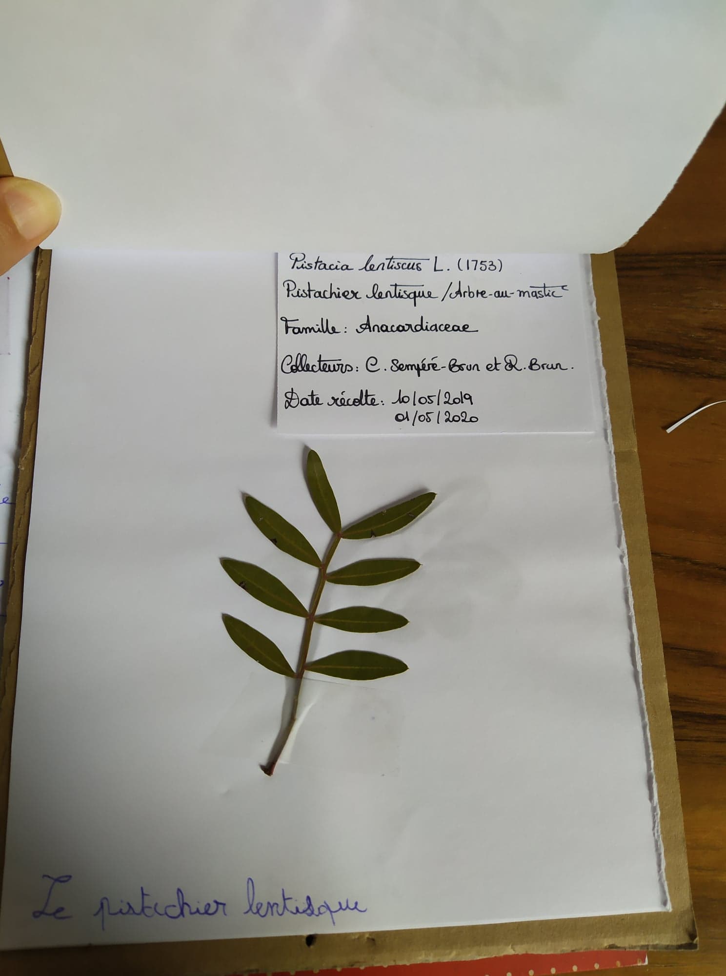 Annexe Pistachier lentisque 2.jpg