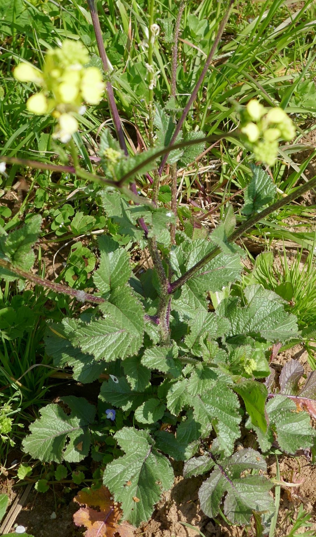 Annexe moutarde 11.JPG