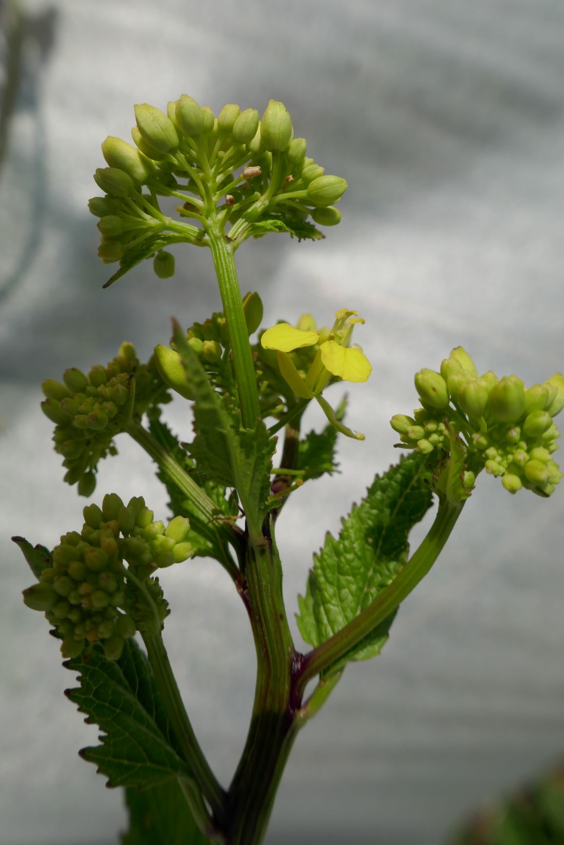 Annexe moutarde 2.JPG