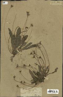 Annexe Thrincia hispida Roth.jpg