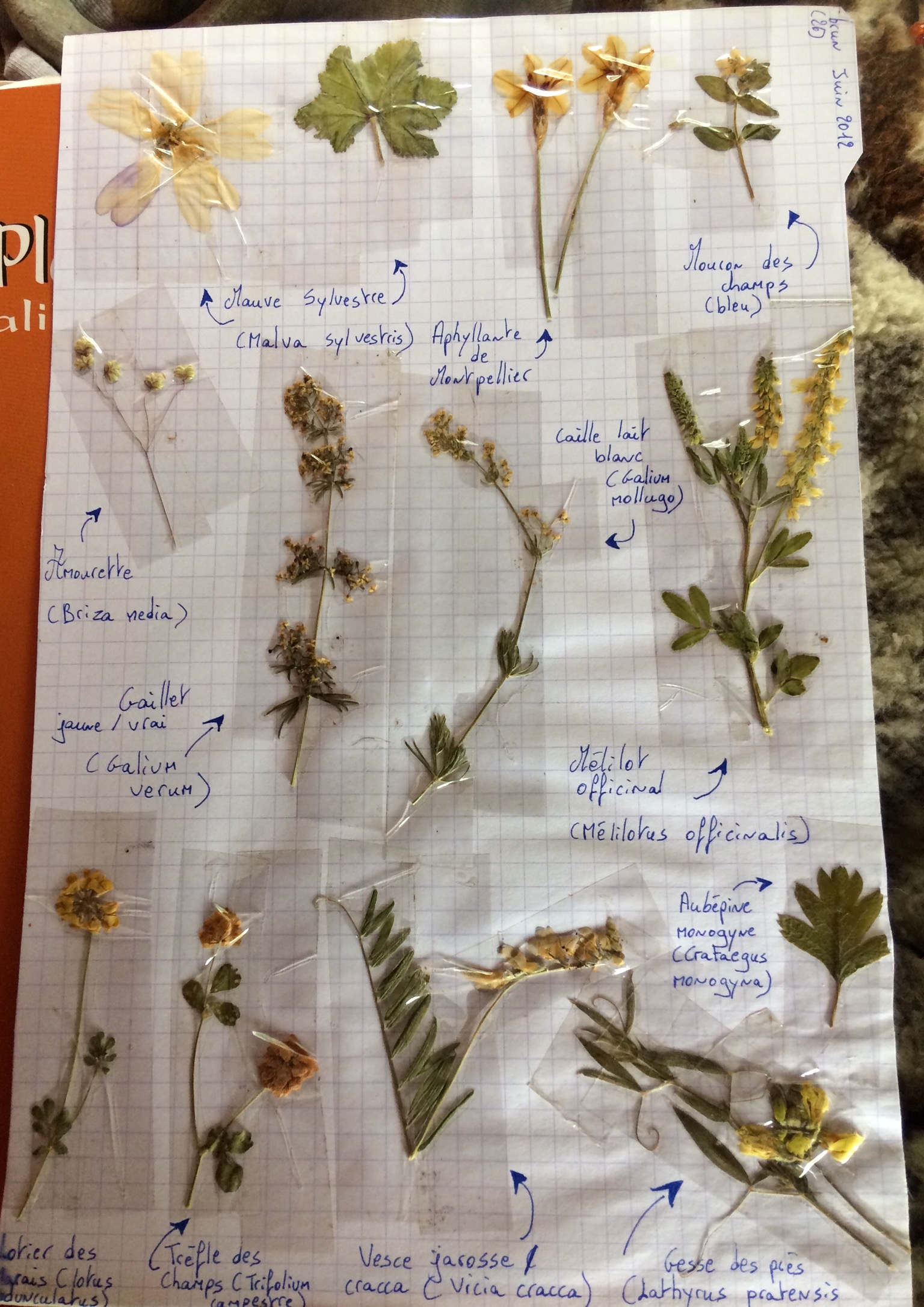 Annexe 2BB5B4E9-1DFF-4E76-AB37-412335C5493B.jpeg