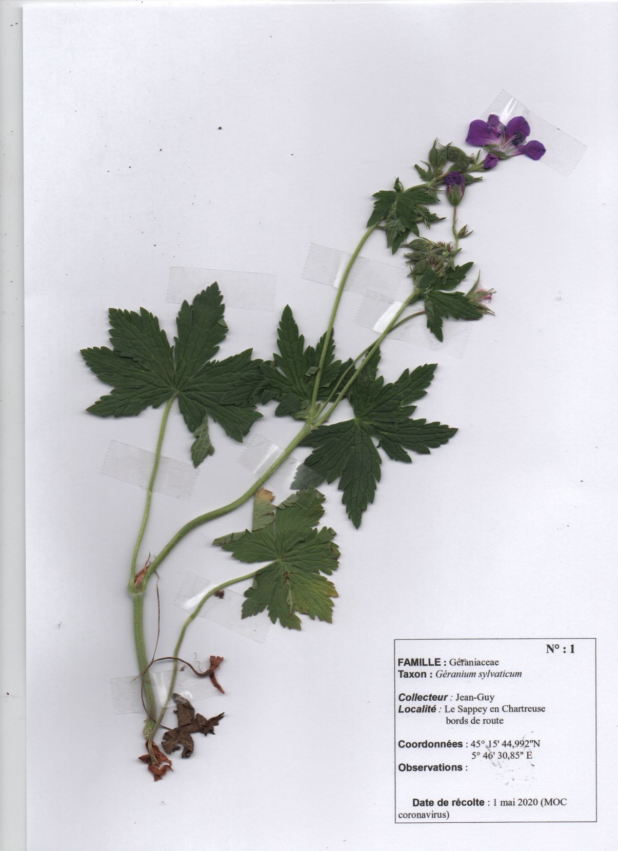 Annexe Geranuim des bois_mail.jpg