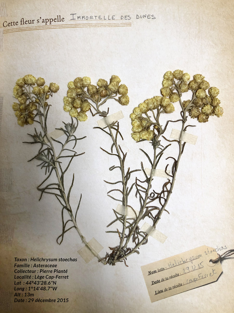 Annexe Helichrysum-stoechas.jpg
