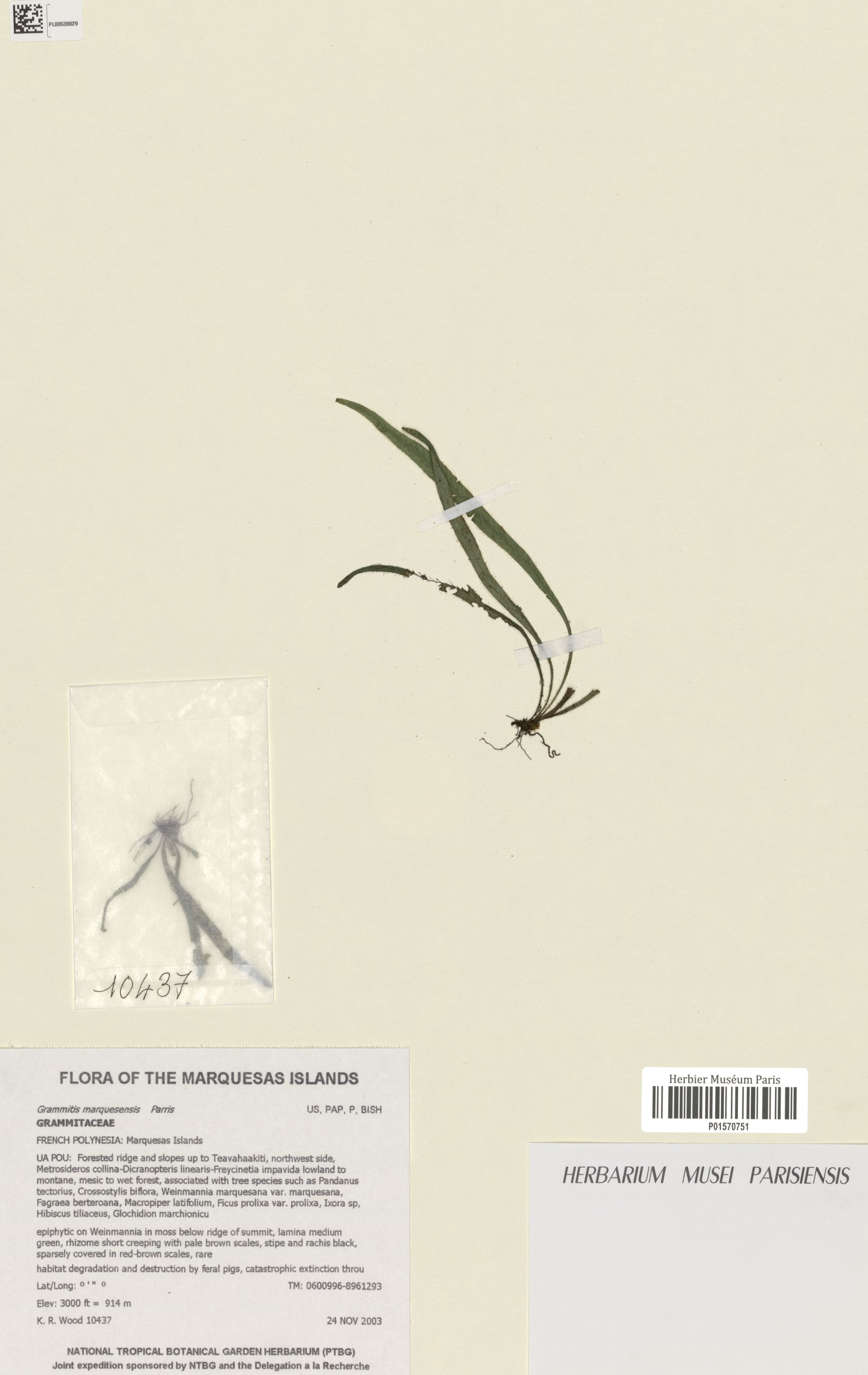 Annexe 1441300893078r3YDIZuwVnAwW7ml.jpg