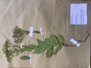 Annexe Lepidium draba.jpeg