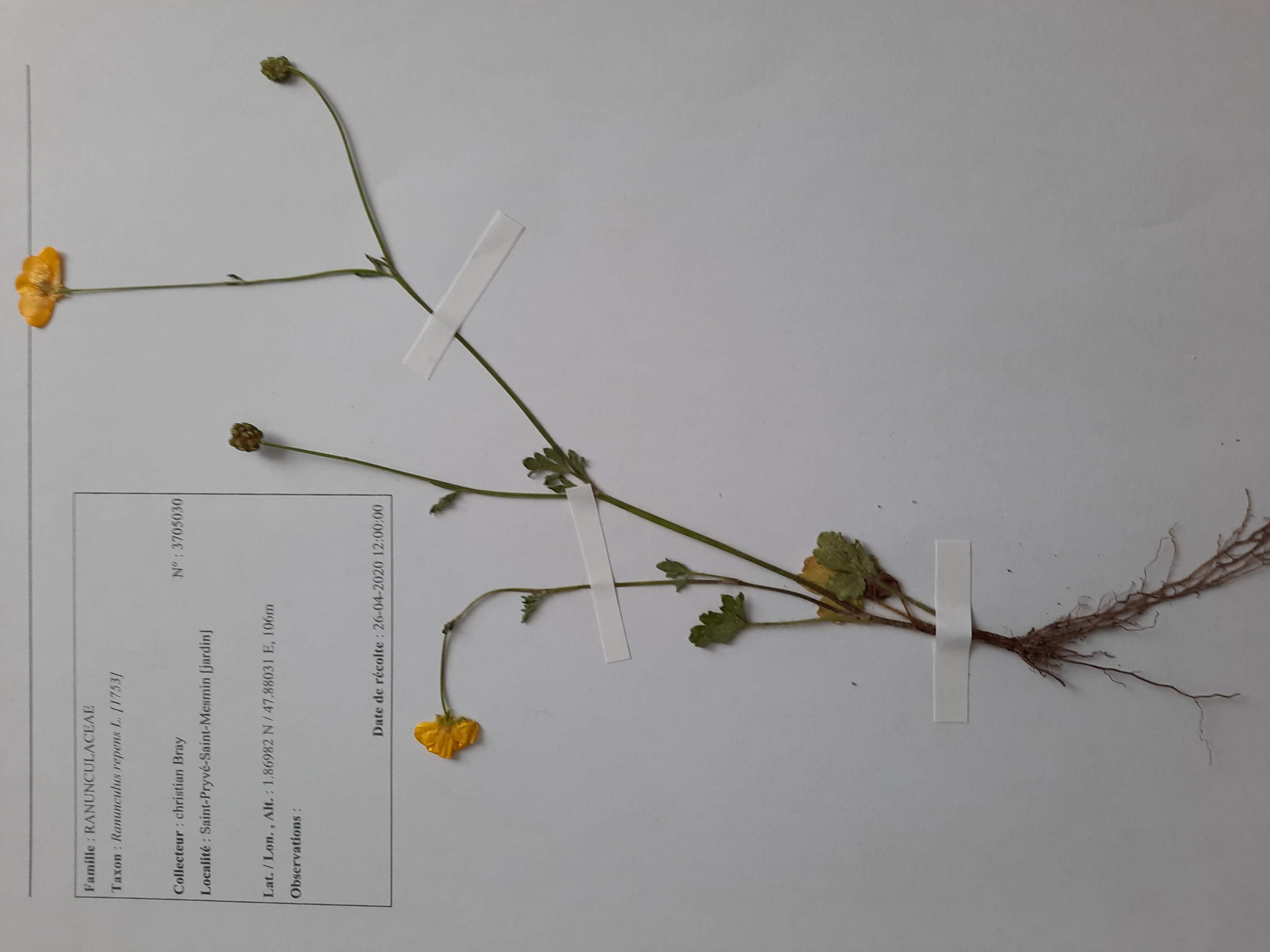 Annexe renoncule herbier.jpg