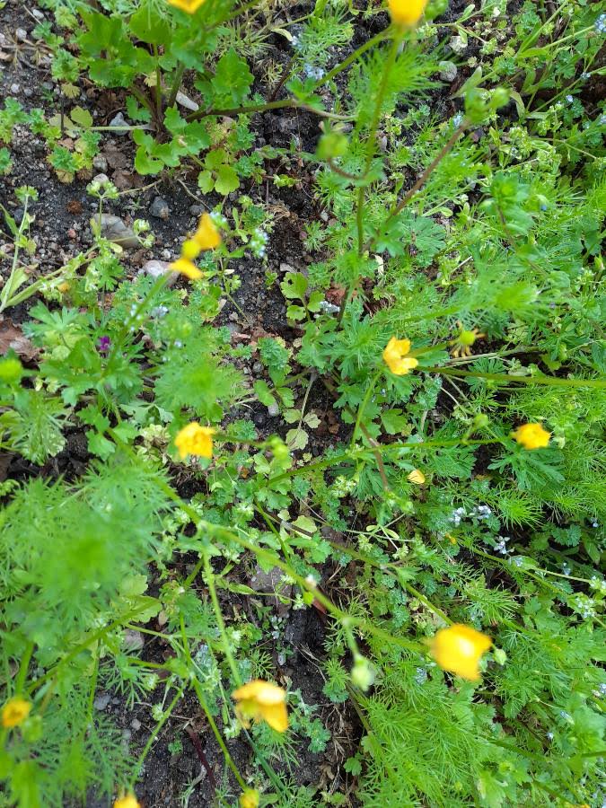 Annexe renoncule.jpg