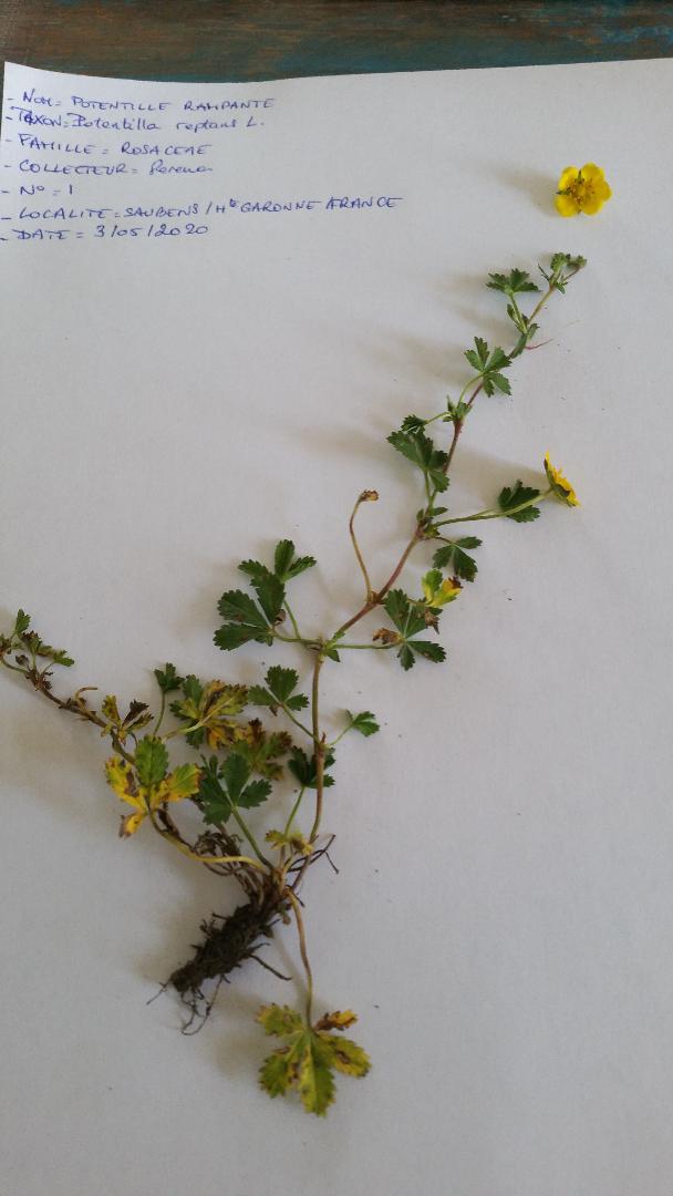 Annexe Potentilla reptans L. Rosaceae.jpg