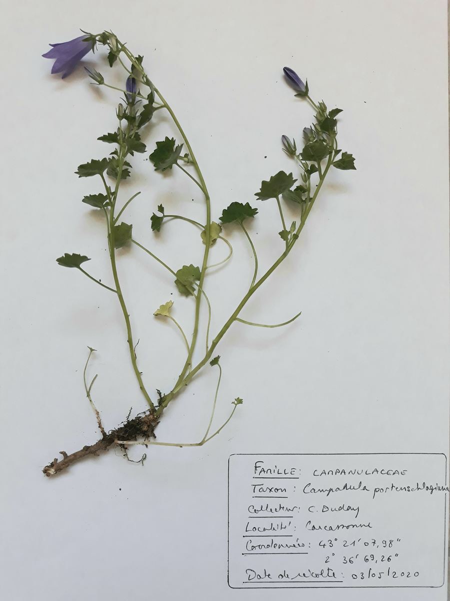 Annexe Campanula muralis.jpg