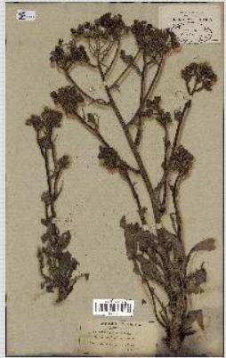 Annexe Ficher herbier.JPG