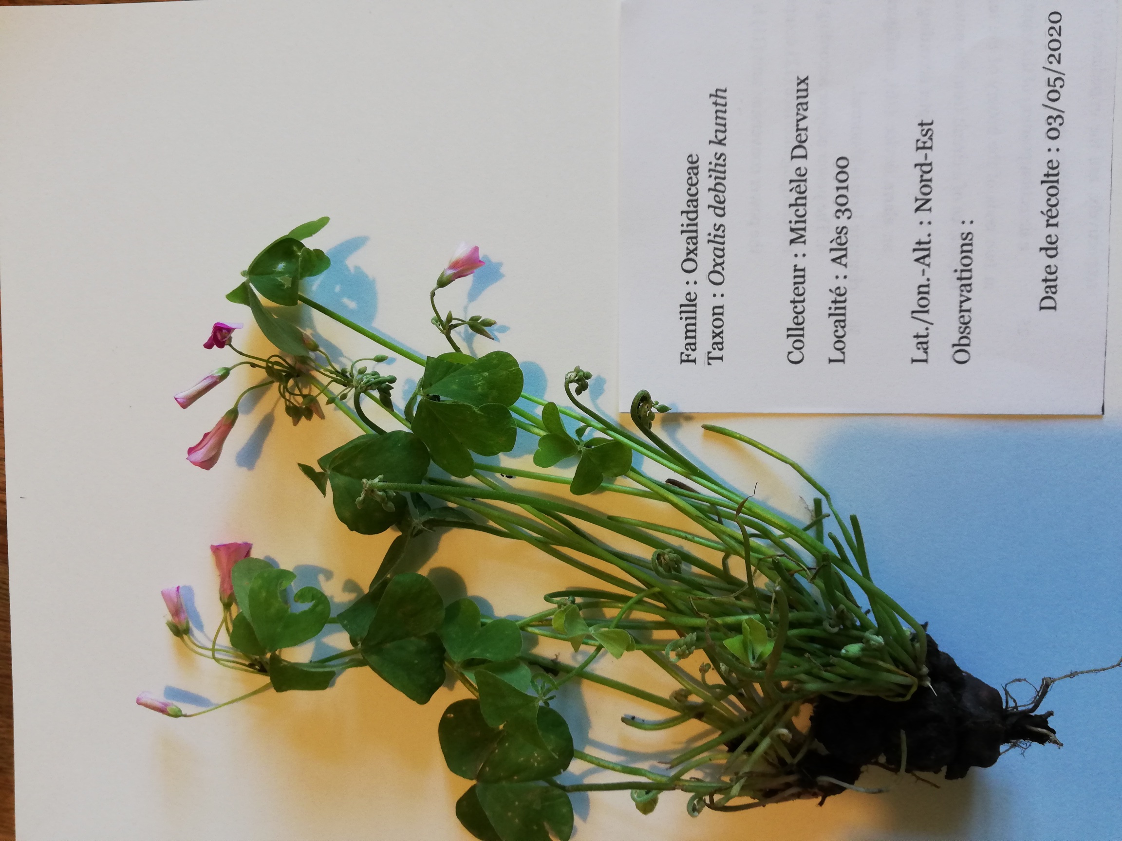 Annexe Oxalis.jpg
