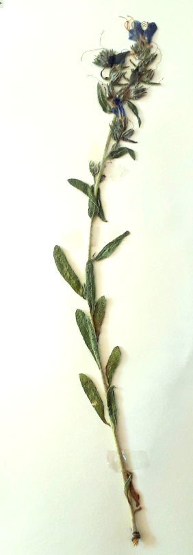 Annexe Vipérine herbier.png