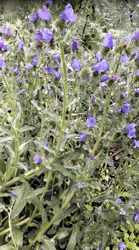 Annexe vipérine.png