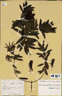 Annexe tile_0_0_0.jpg