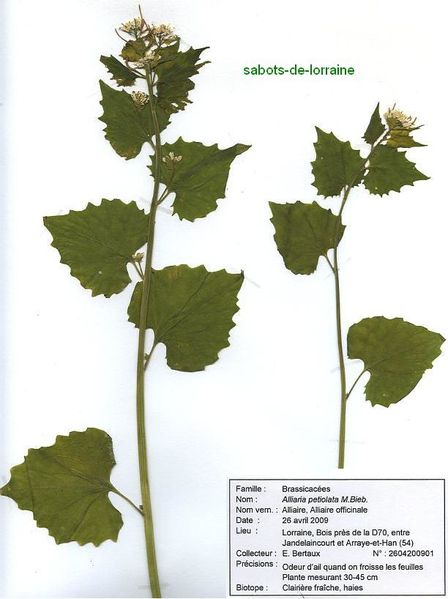 Annexe Planche-Alliaire-officinale.jpg