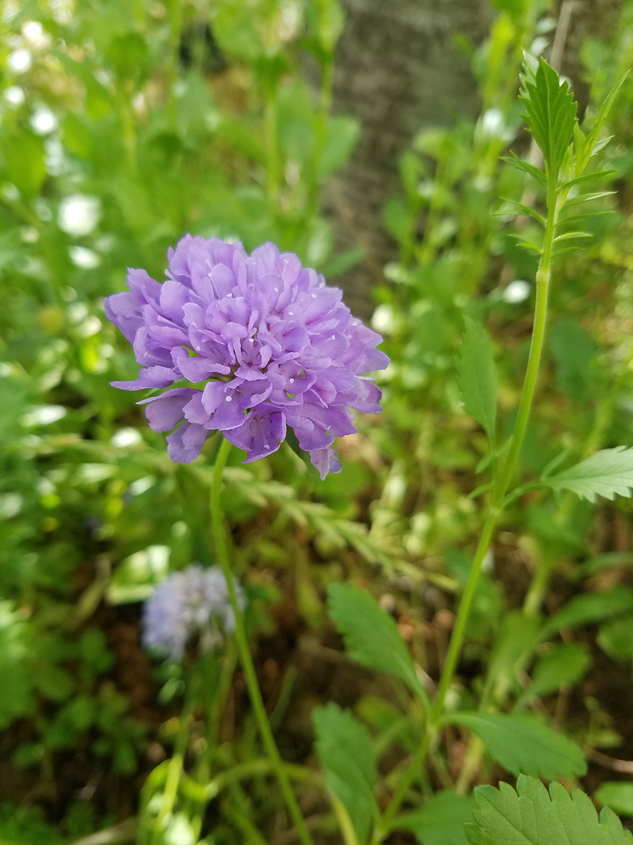 Annexe Knautia arvensis photo.jpg