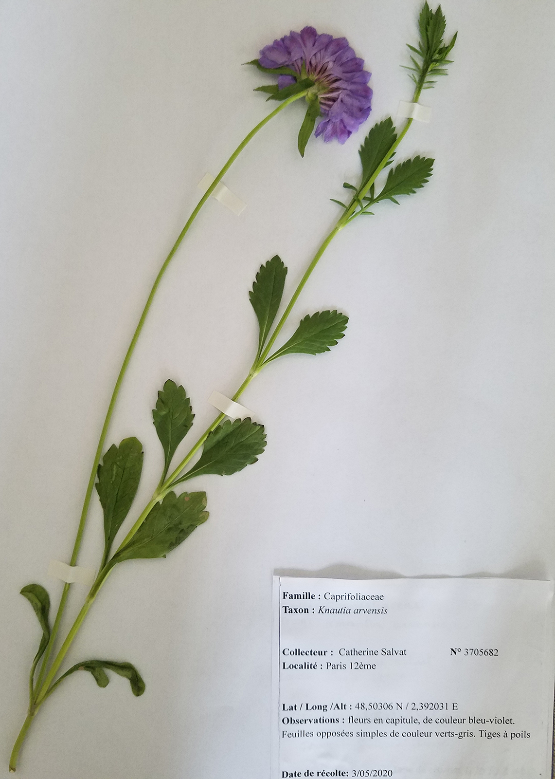 Annexe Knautia arvensis.jpg