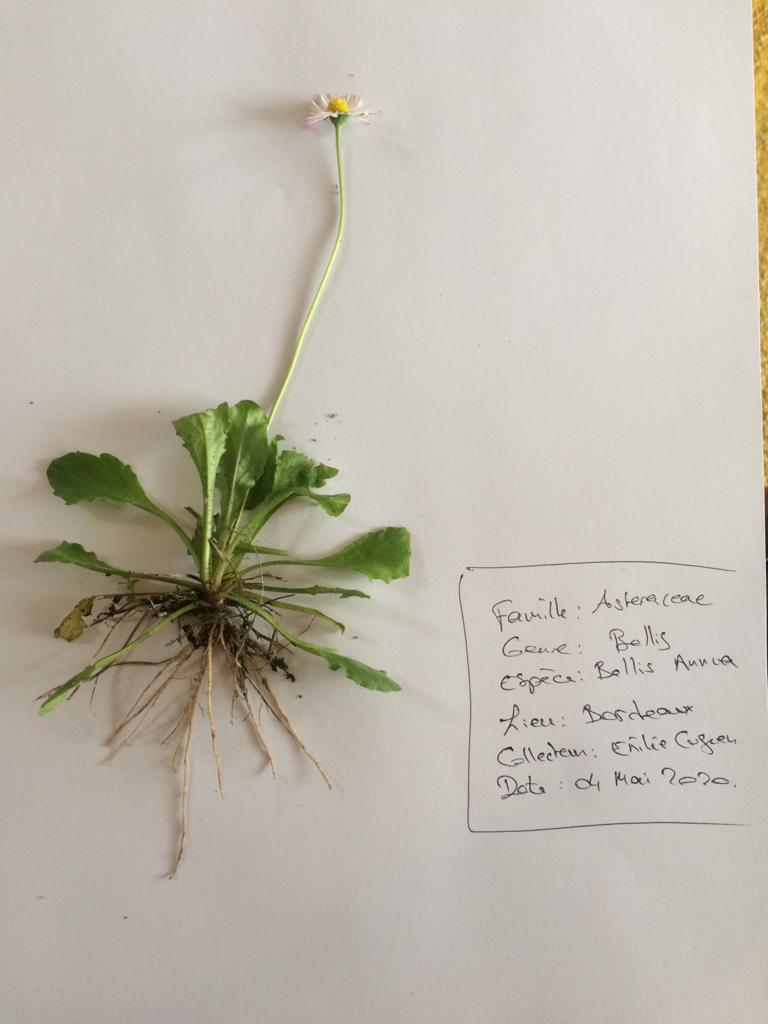 Annexe WhatsApp Image 2020-05-04 at 17.19.48.jpeg