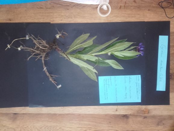 Annexe Cyanus montanus (L.) Hill.jpg