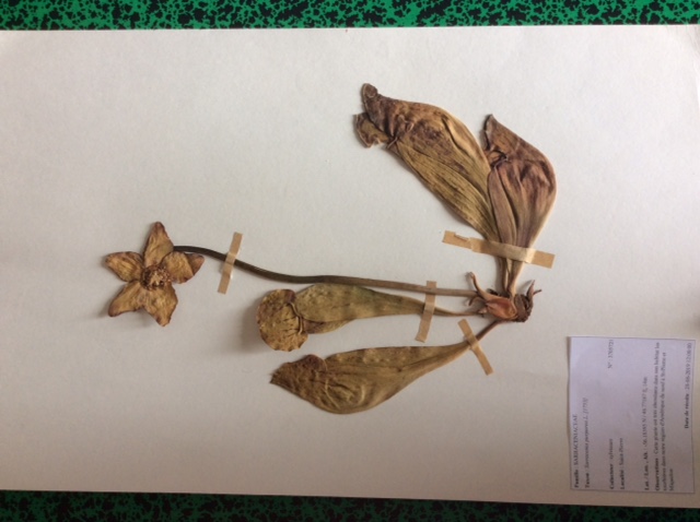 Annexe Sarracénie pourpre1.JPG