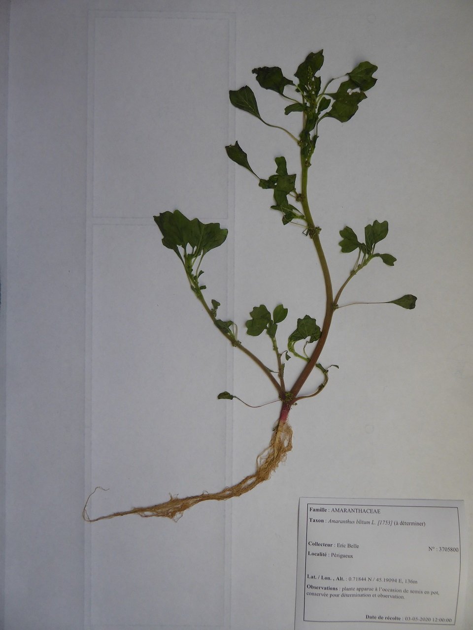Annexe Amaranthus-blitum-20200503-51kleber-reduit.JPG