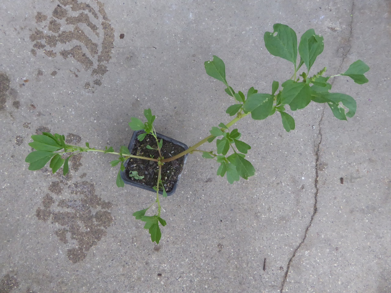 Annexe Z25-20200502-51kleber-1-reduit.jpg