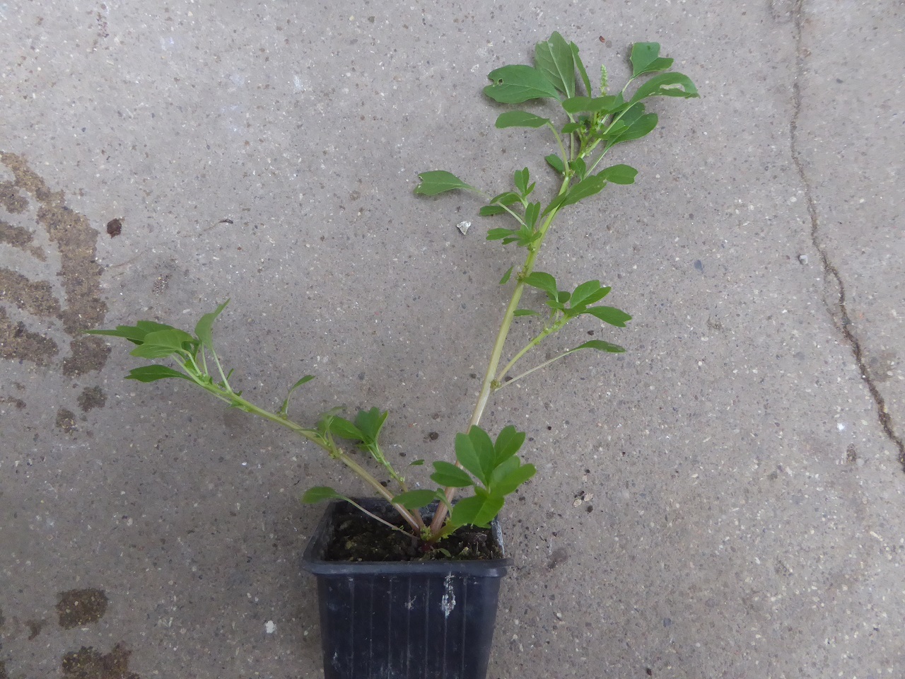 Annexe Z25-20200502-51kleber-5-reduit.jpg